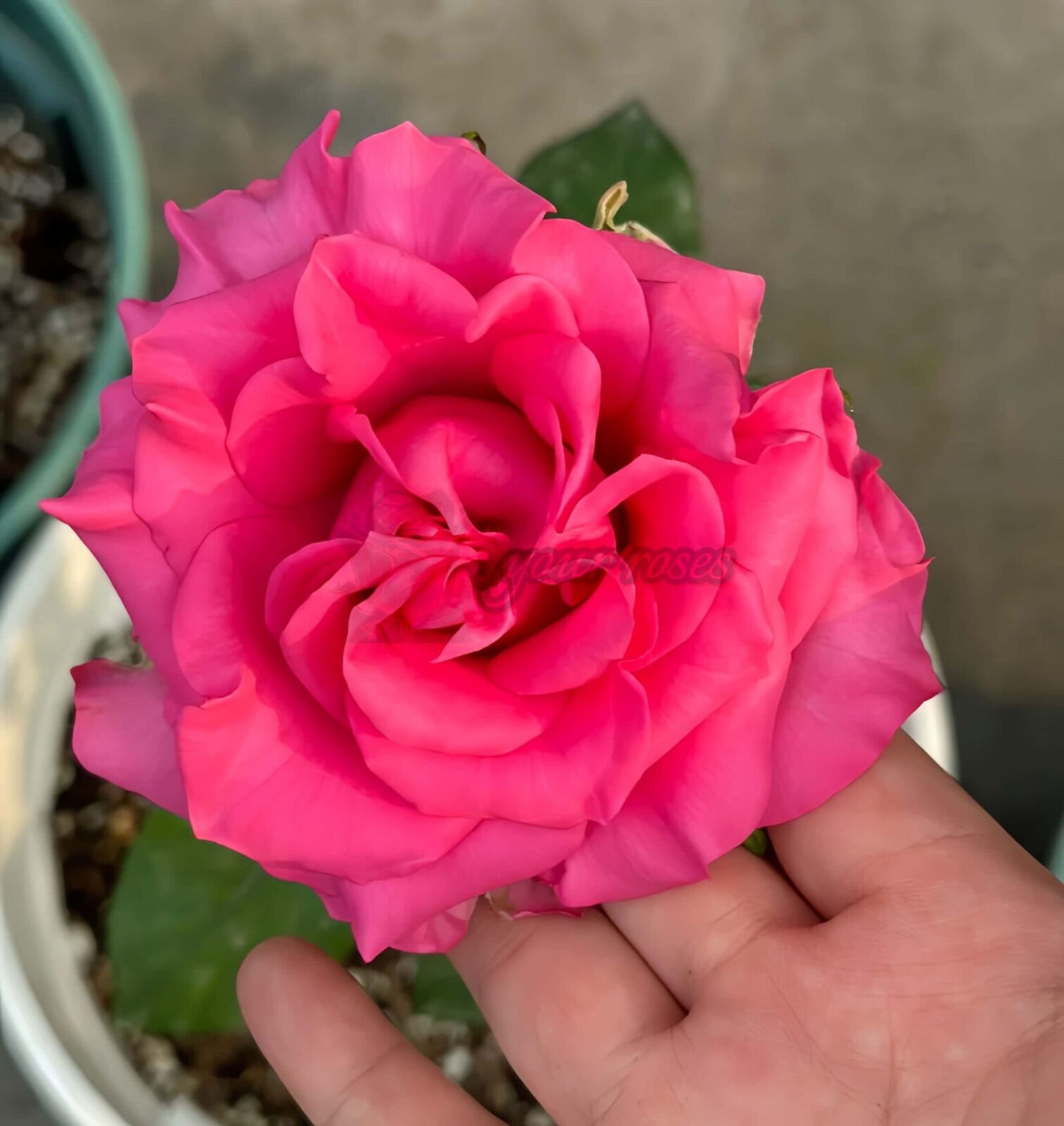 VIPink