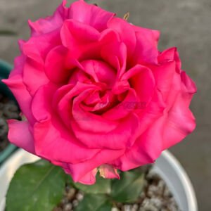 VIPink