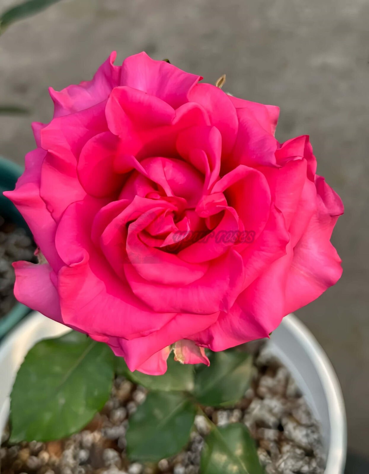 VIPink