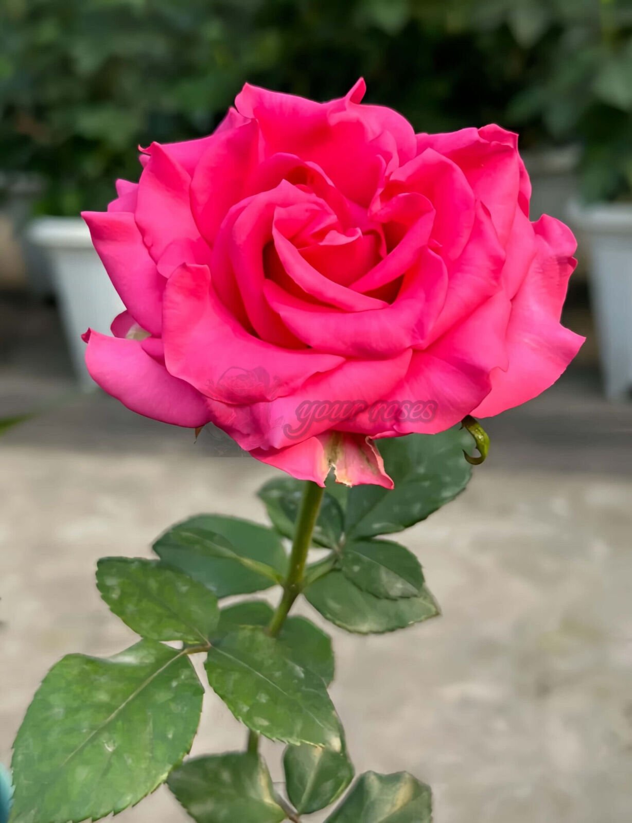 VIPink