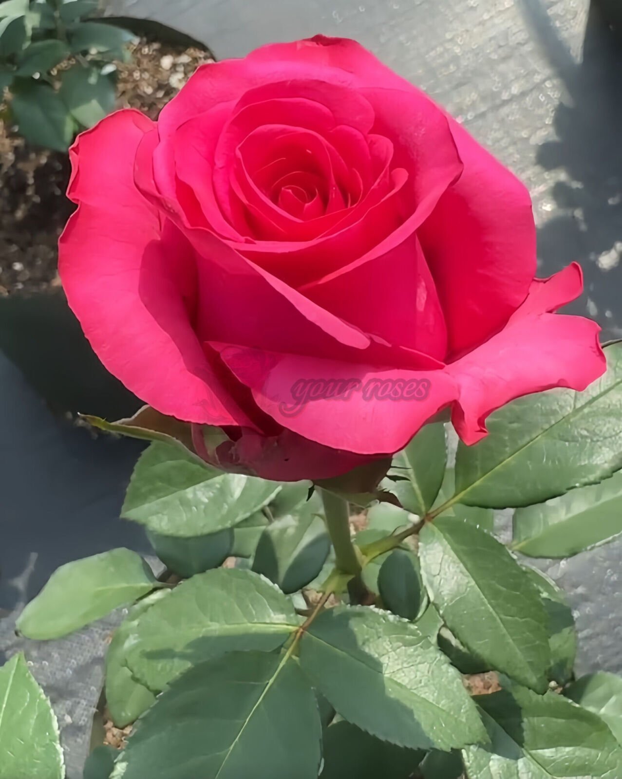 VIPink
