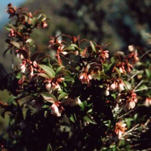 Vaccinium ovatum