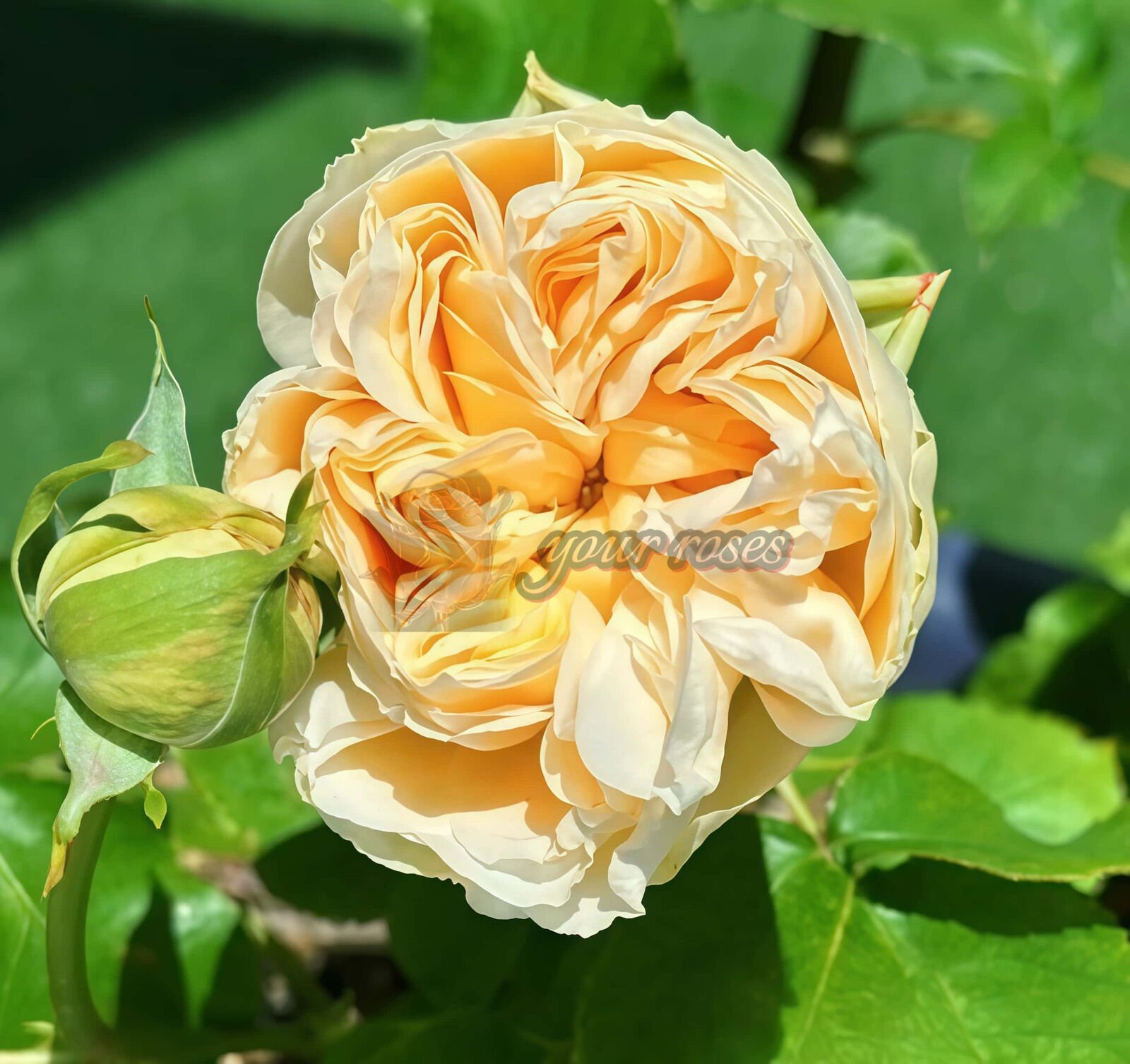 Vanilla Catalina