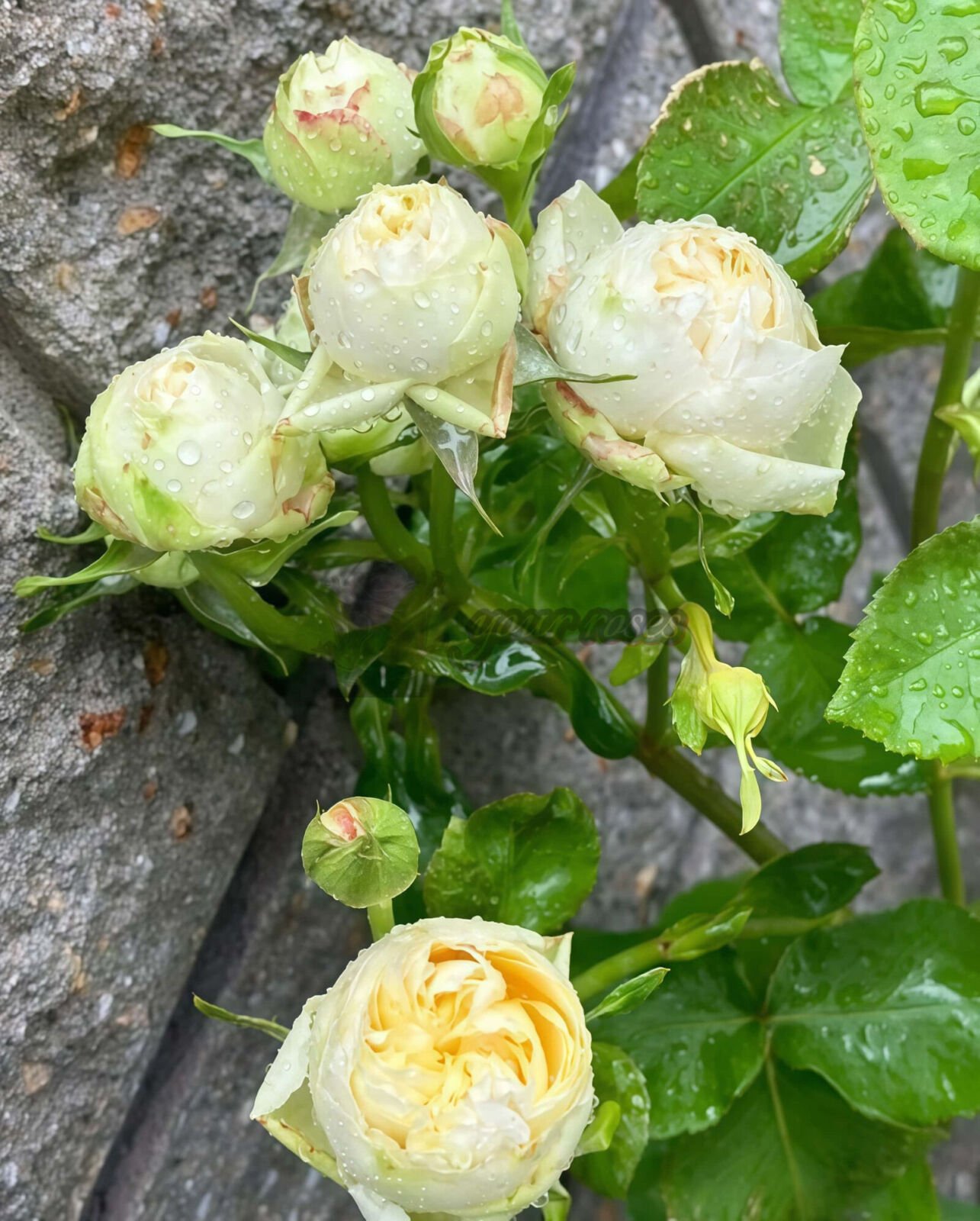 Vanilla Catalina