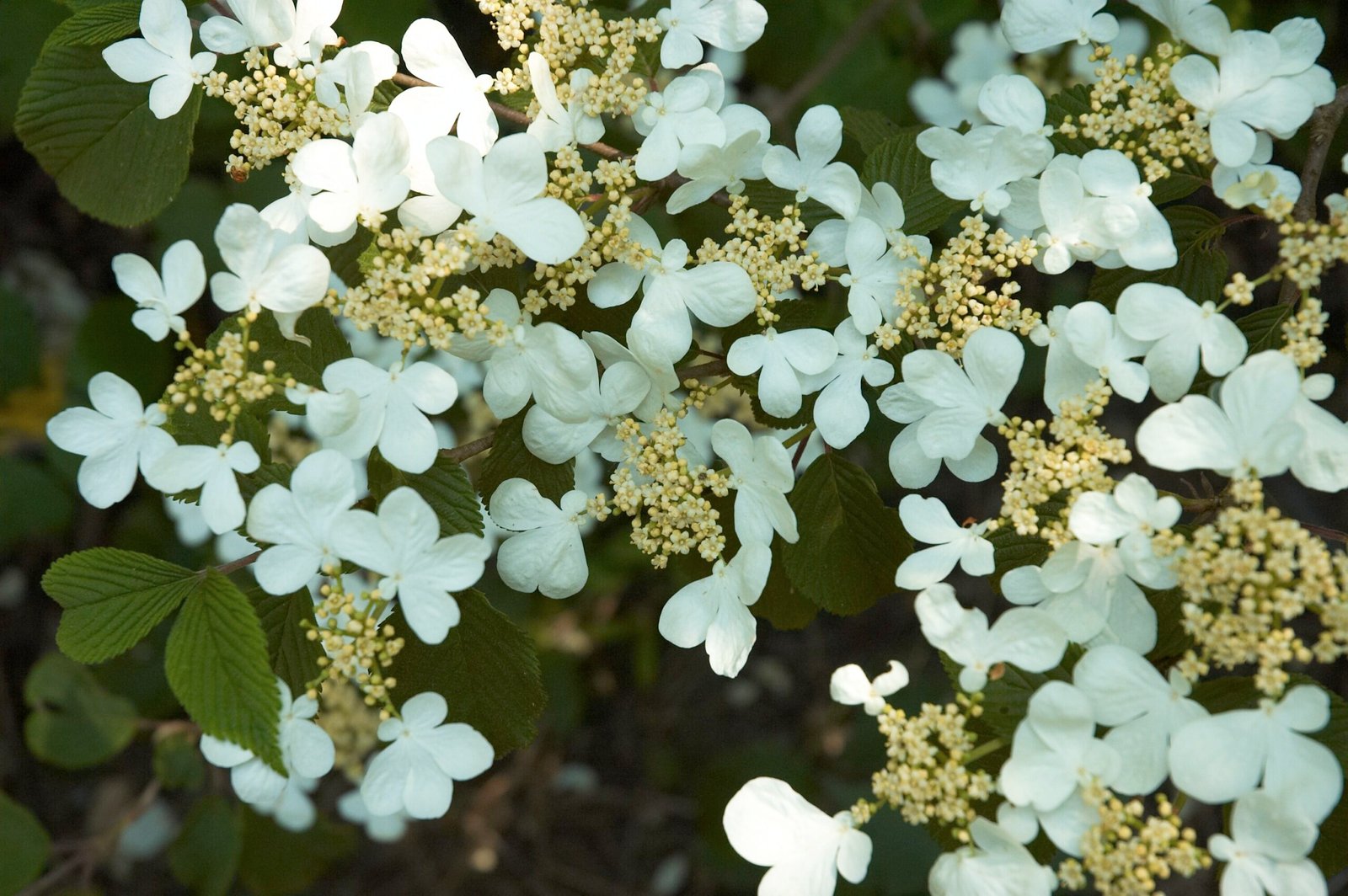 Viburnum 'Mariesii'