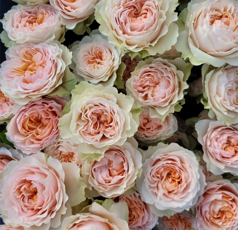 Victoria Bride