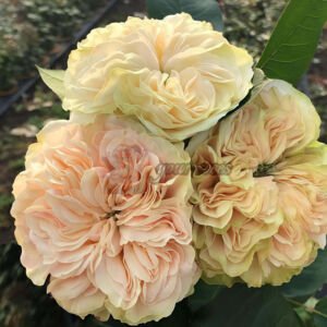 Victoria Wedding