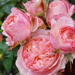 Victoria Classic