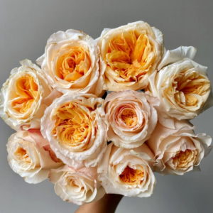 Victorian Peach