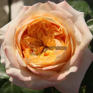 Victorian Peach