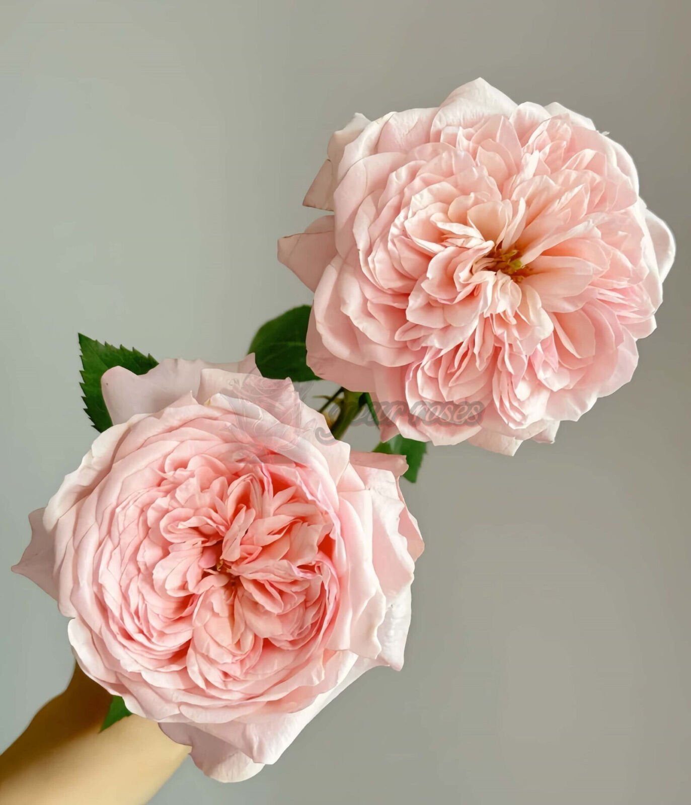 Victorian Pink l维多利亚粉色