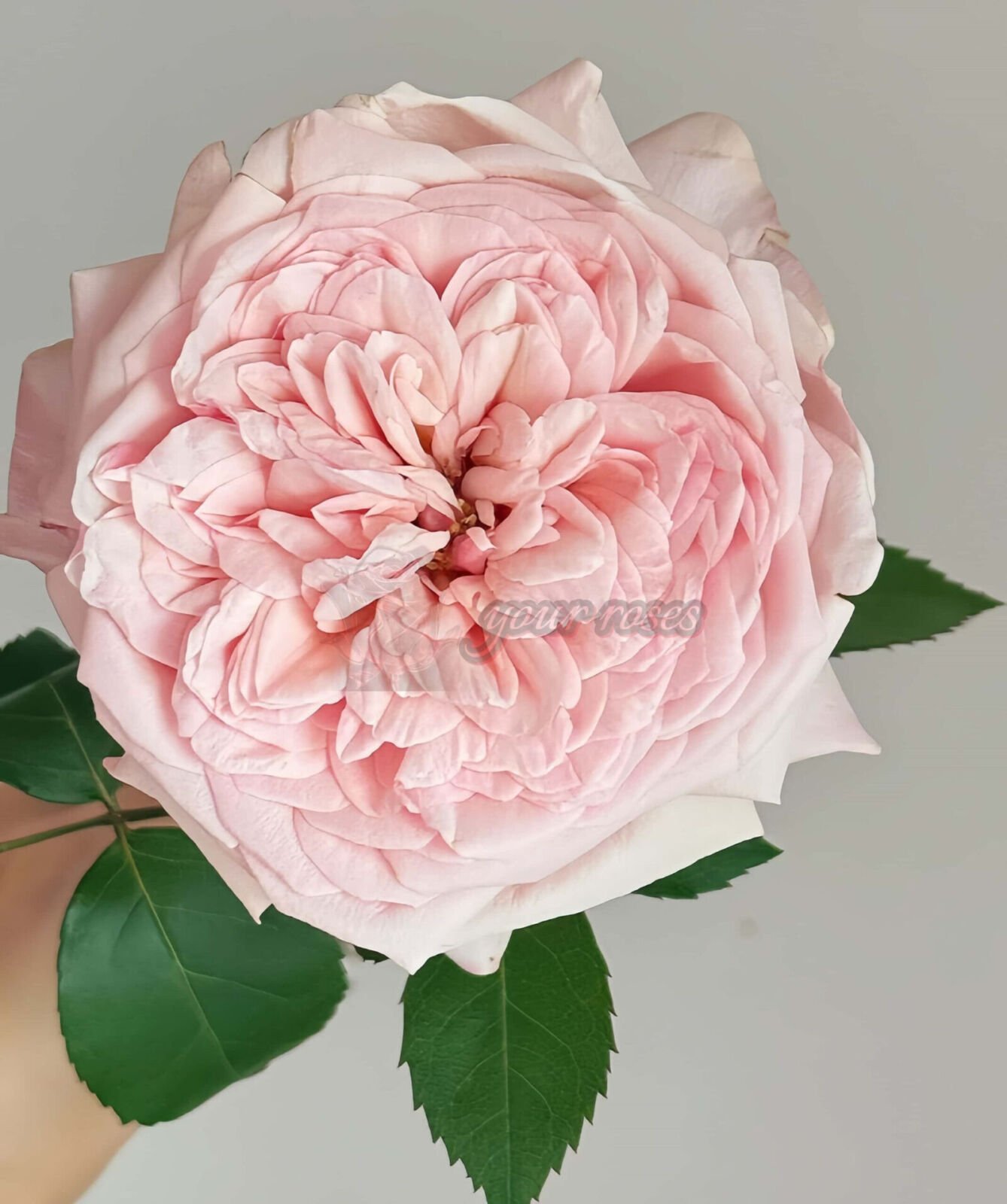 Victorian Pink l维多利亚粉色