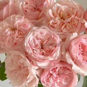 Victorian Pink