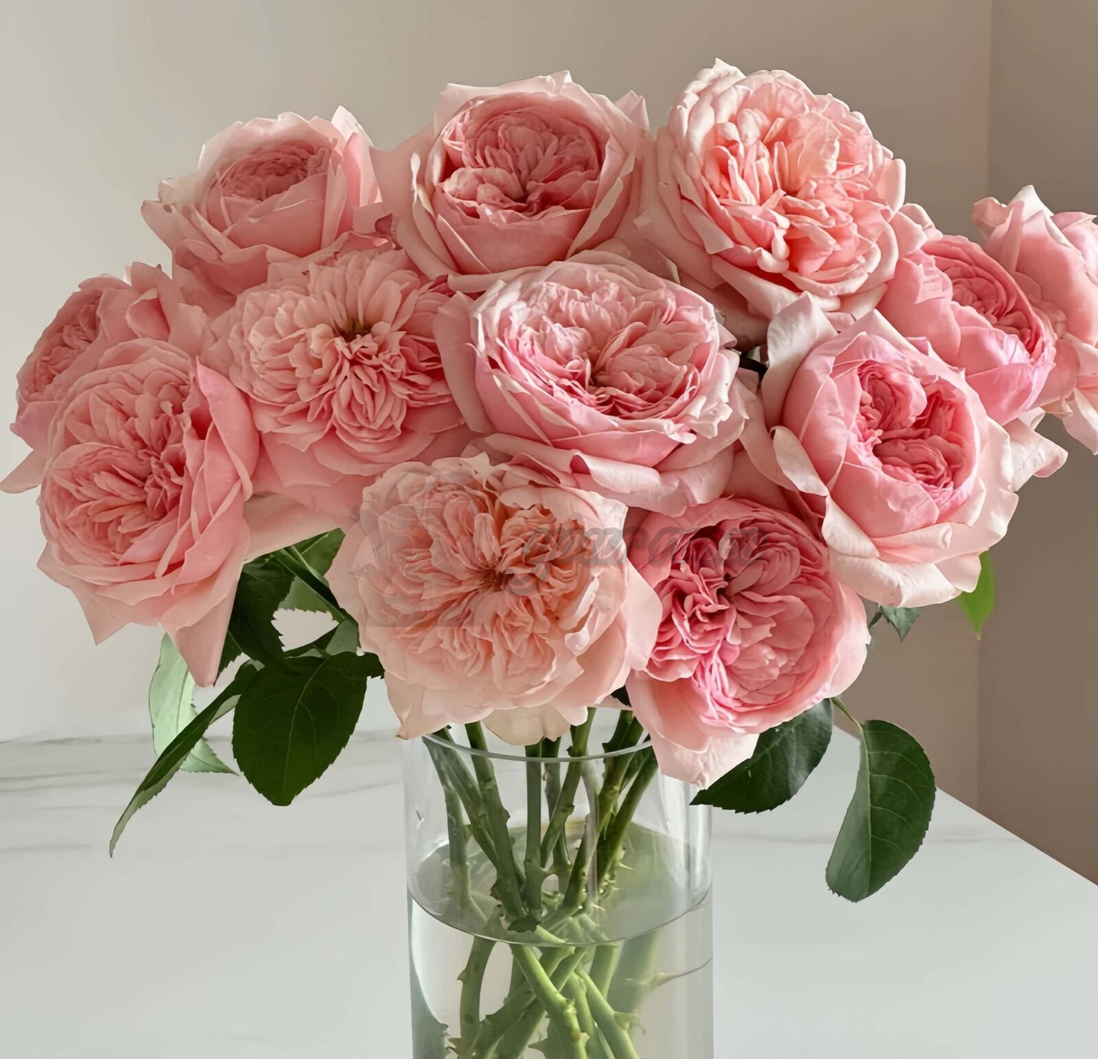 Victorian Pink l维多利亚粉色