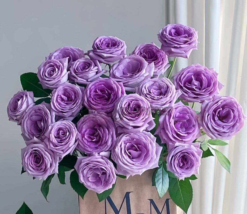Vio