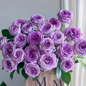 Violet’spride
