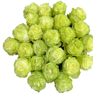Wasabi