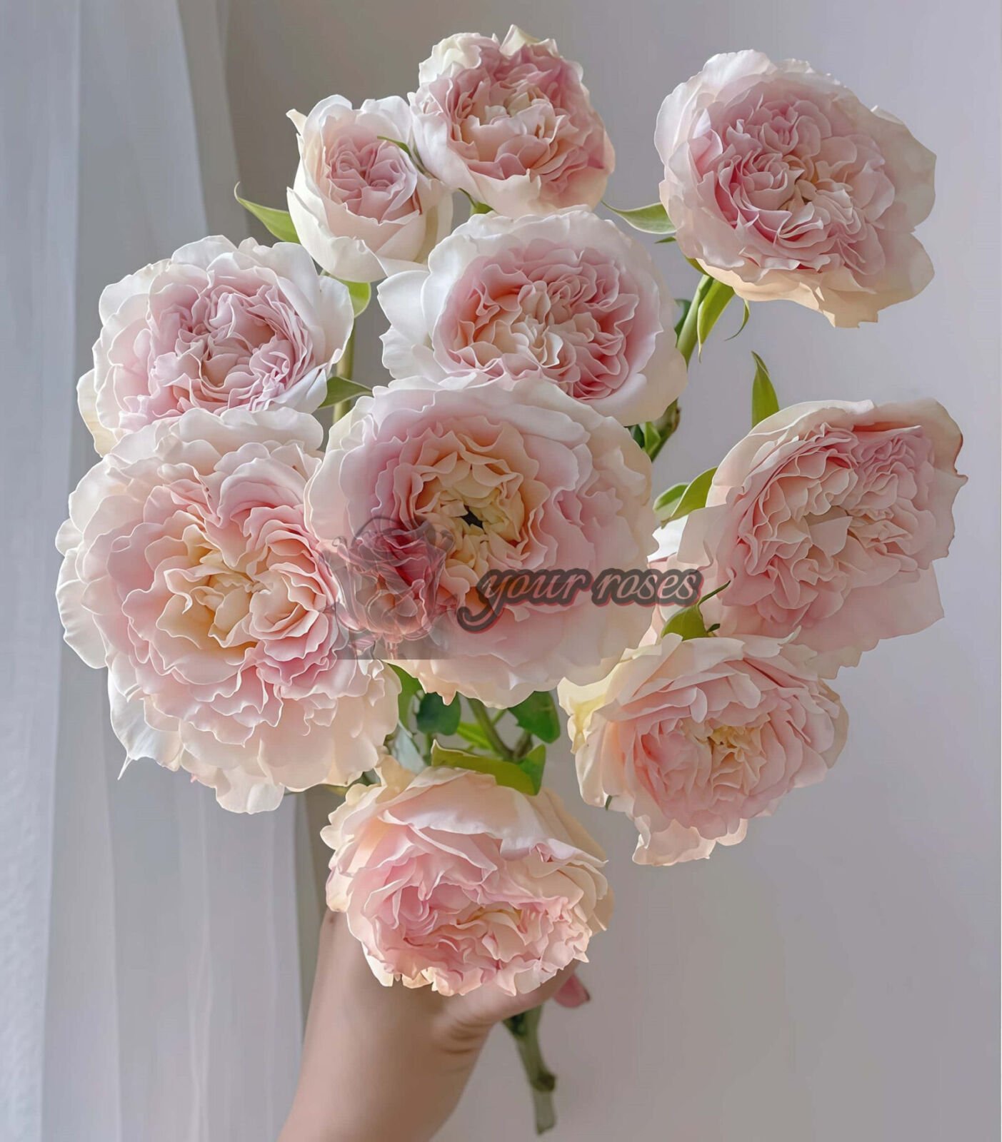 Wed Ros Nir