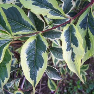 Weigela 'Variegata'