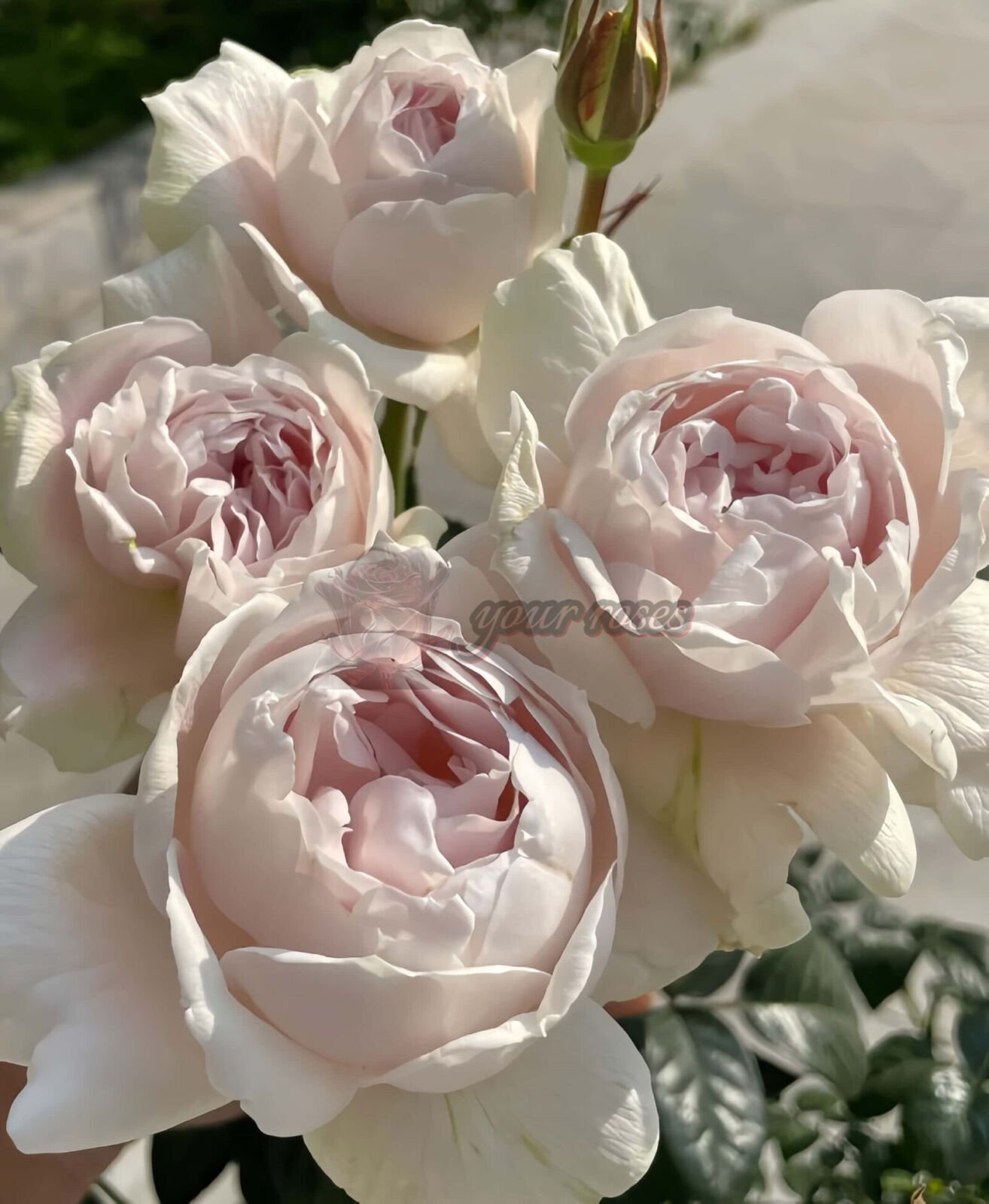 White Ajourée