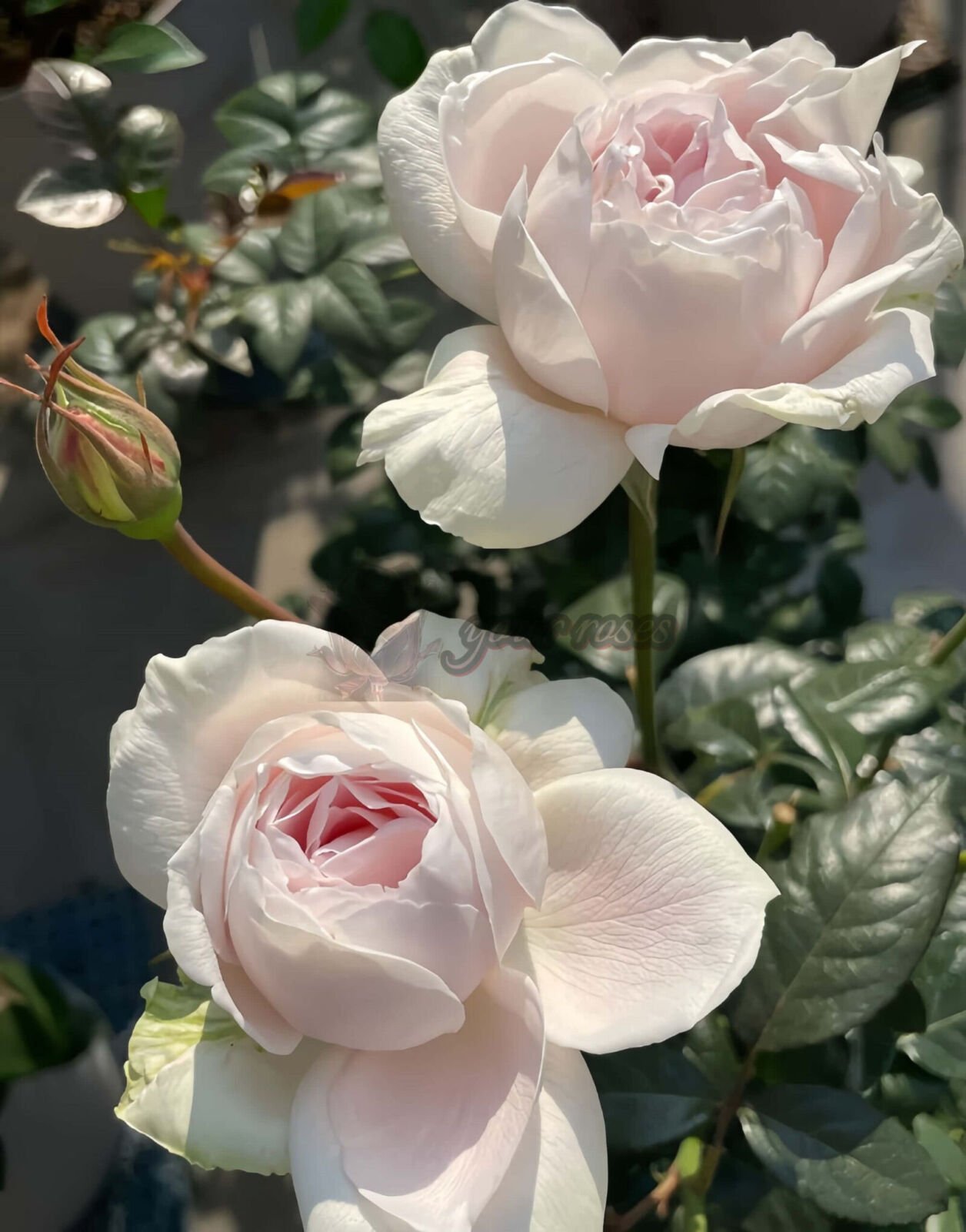 White Ajourée