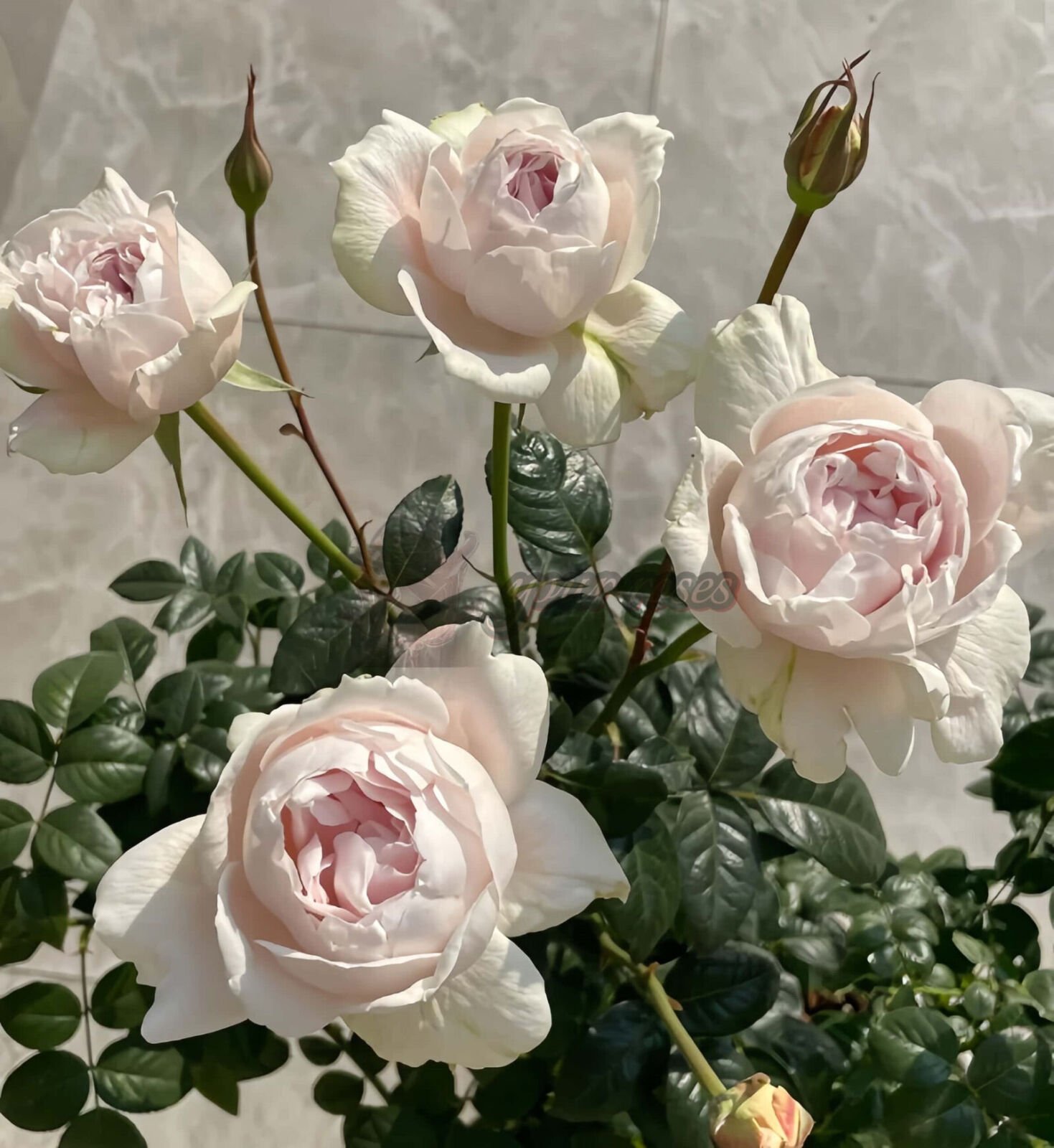 White Ajourée