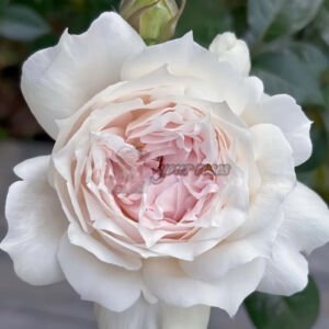 White Ajourée