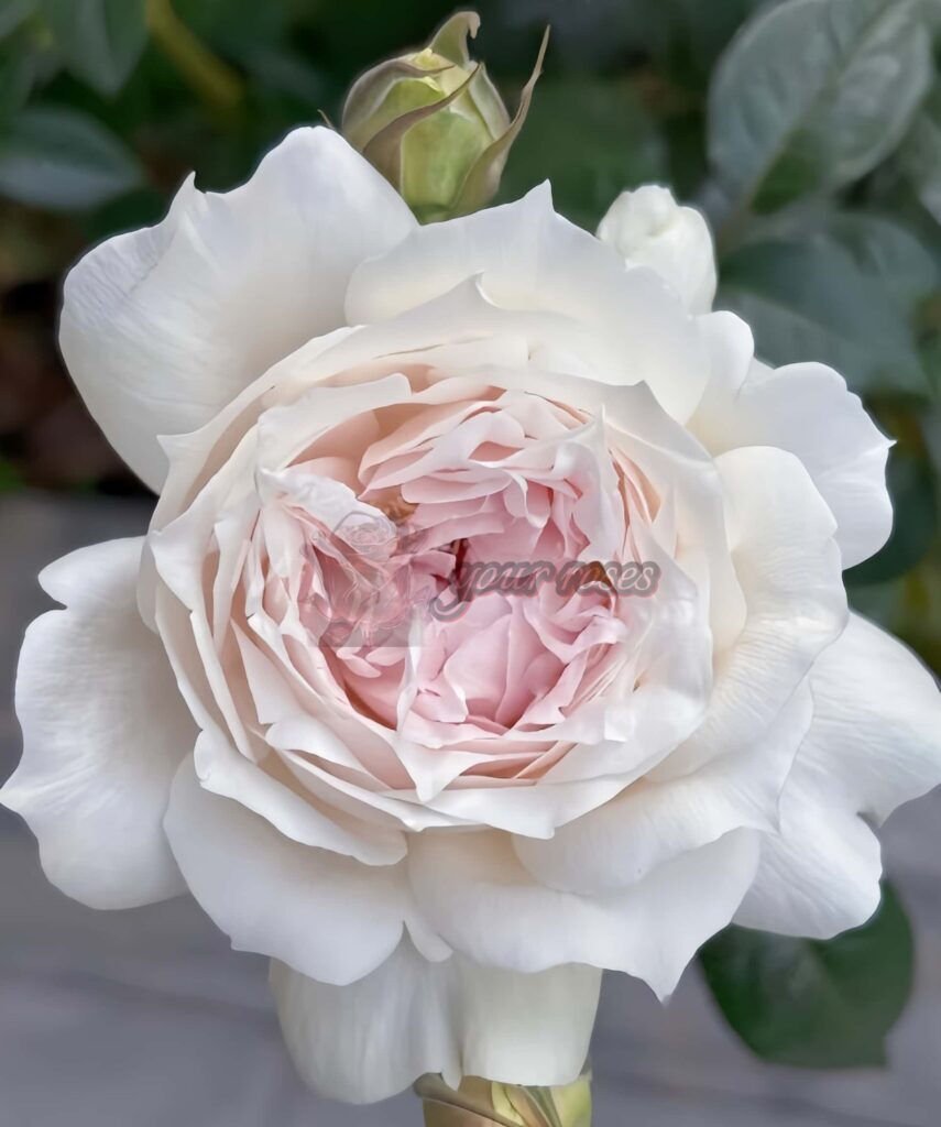 White Ajourée