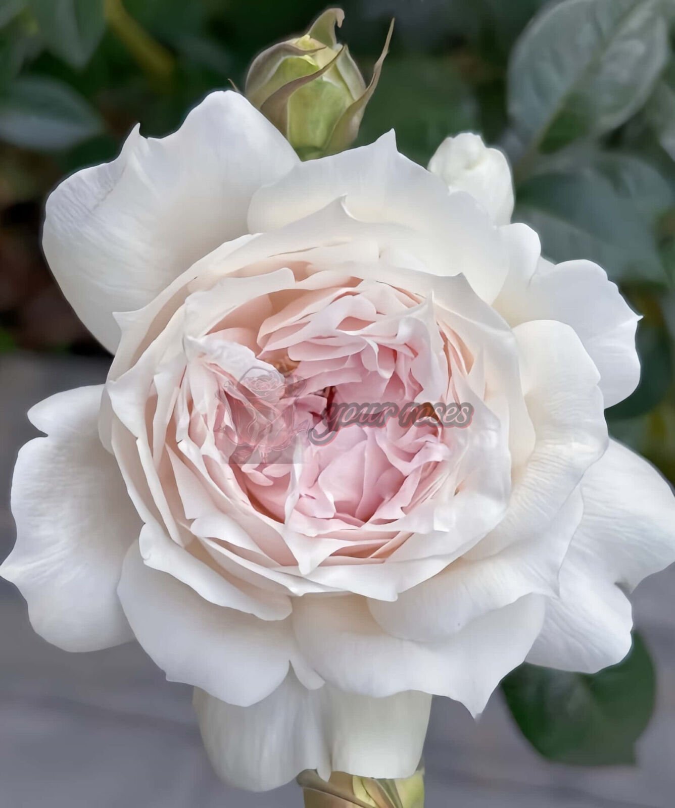 White Ajourée