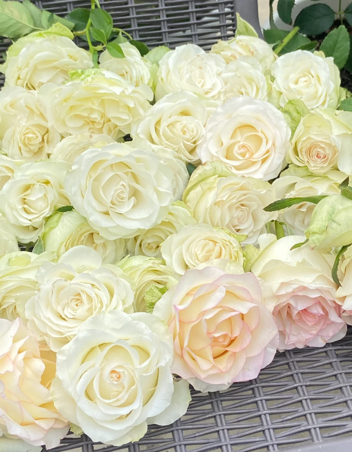 White Jumilia