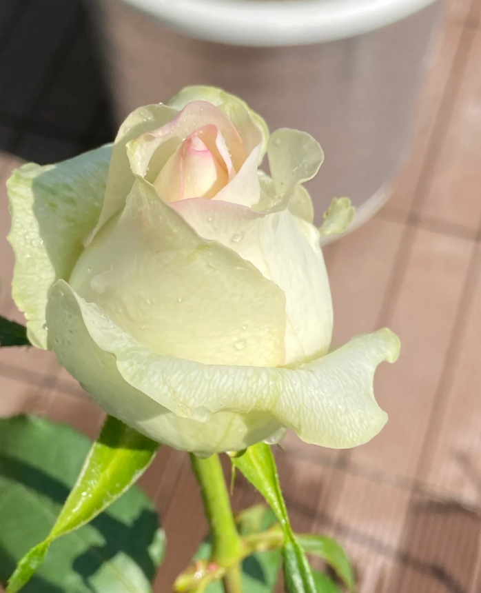 White Jumilia