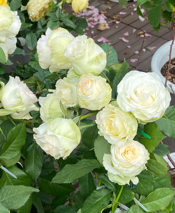 White Jumilia