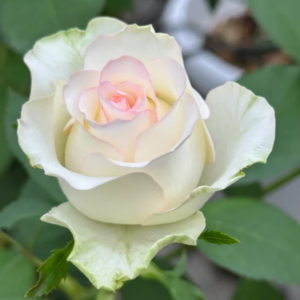 White Jumilia
