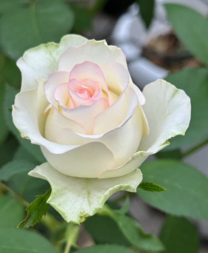 White Jumilia