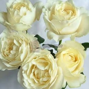 White Master