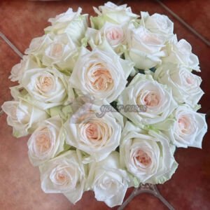White O’Hara