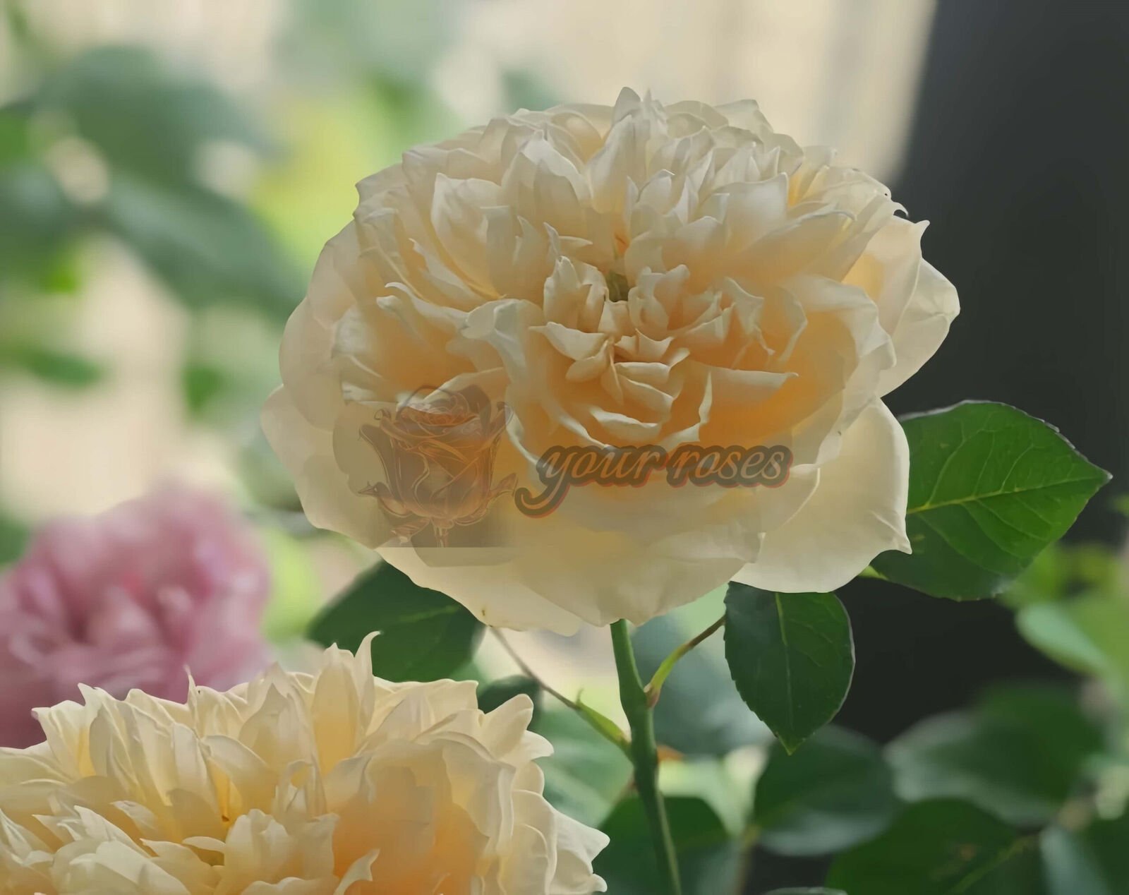 White peach sorbet