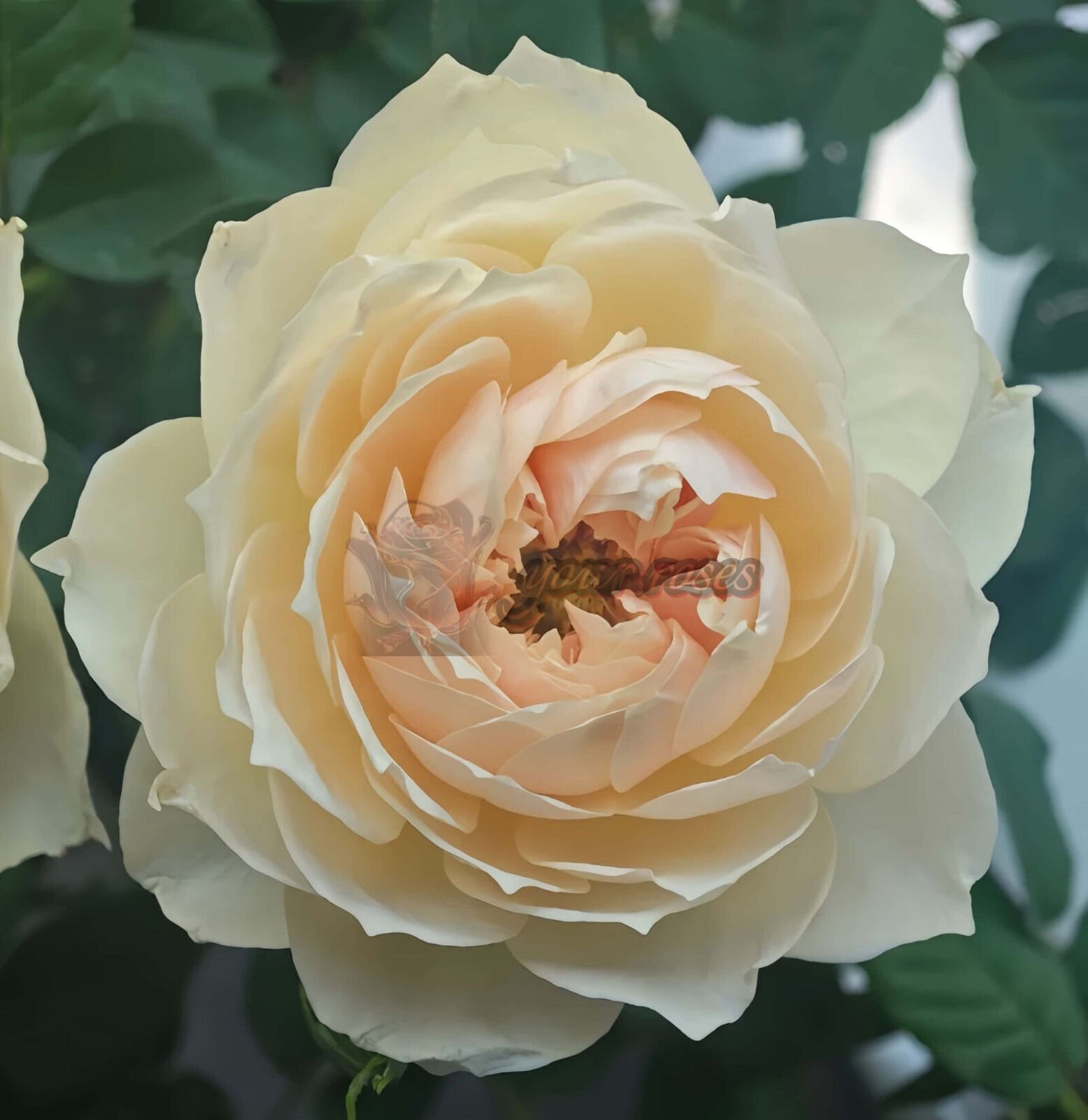 White peach sorbet