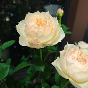 White peach sorbet