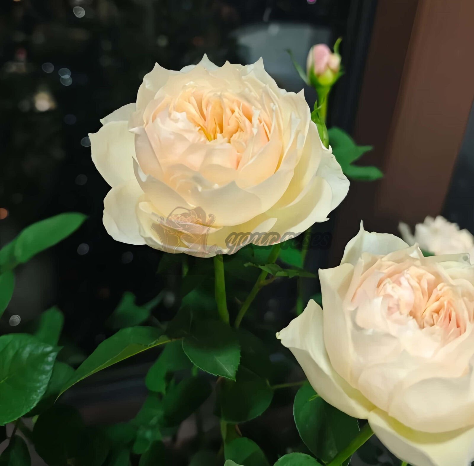 White peach sorbet