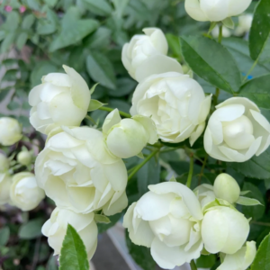 Witte Koster