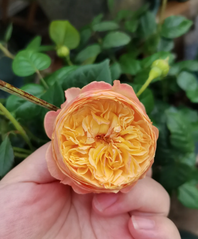 Xing Zi Fei Apricot Fat 3 Gal