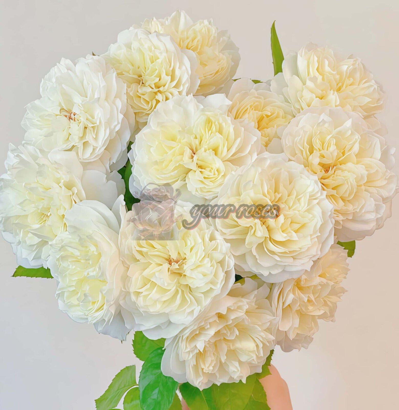 Xinyu