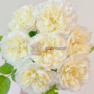 Xinyu
