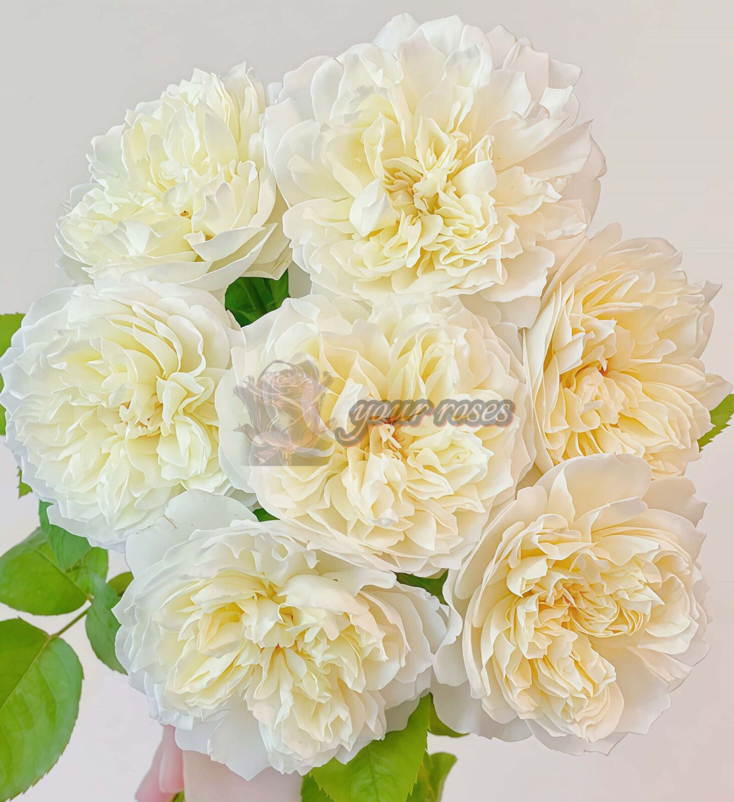 Xinyu