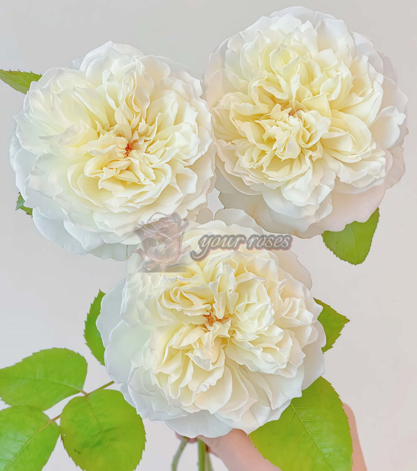 Xinyu