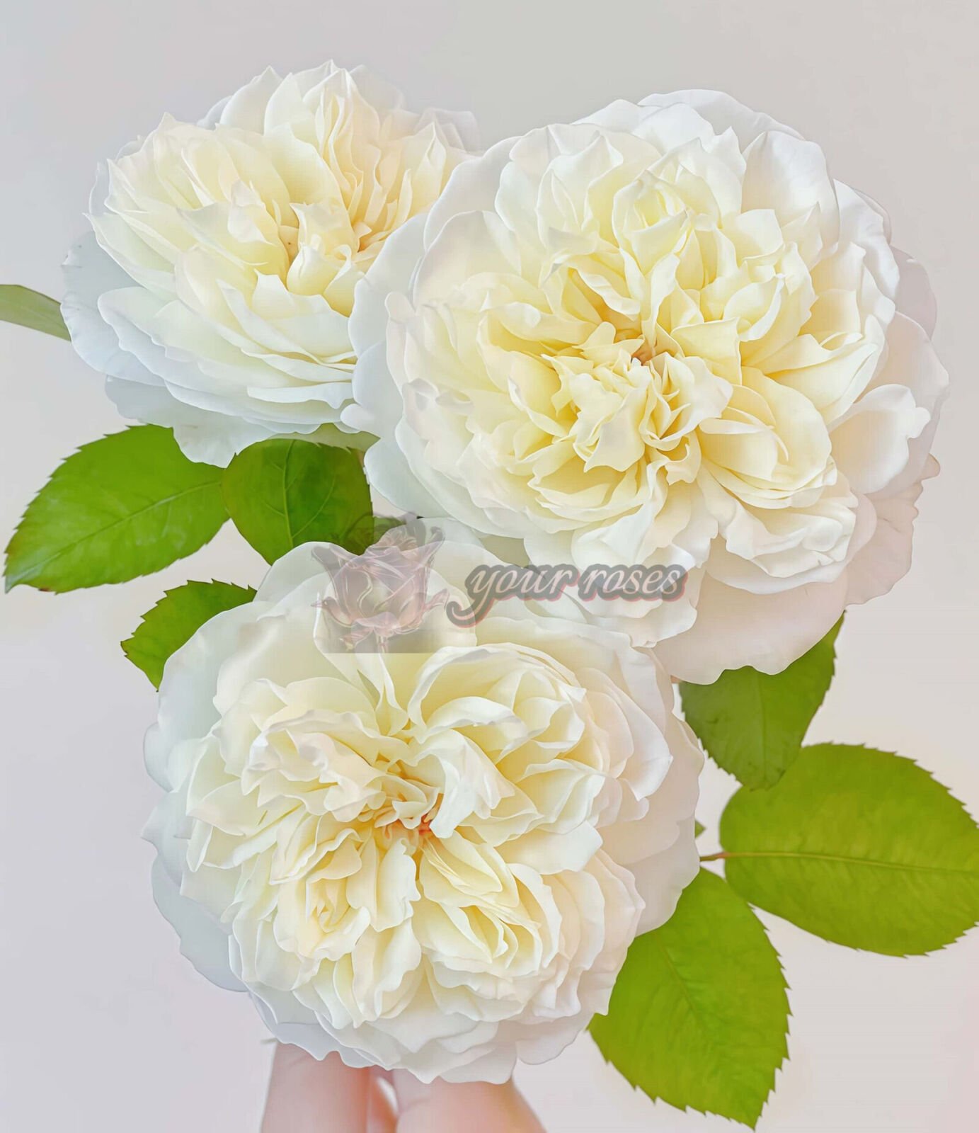 Xinyu