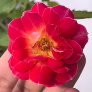 Xizi Wanyue
