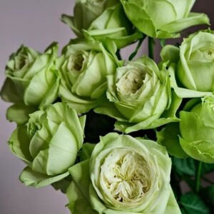Yagi Green