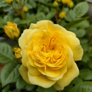 Yellow Meilove